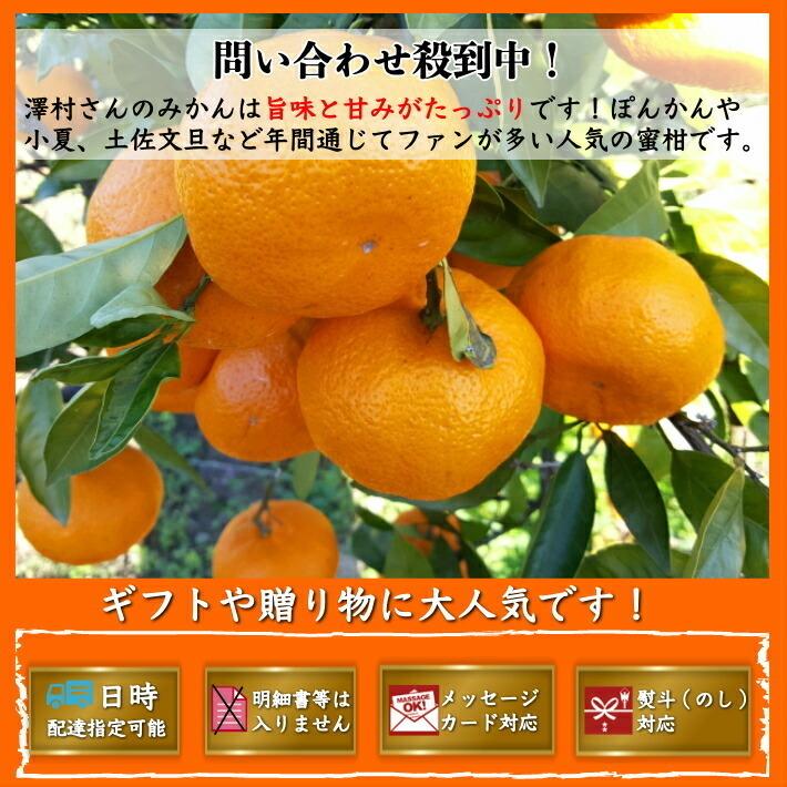 山北みかん 減農薬 優品 約10kg 生産者限定 温州みかん お歳暮 高知県 