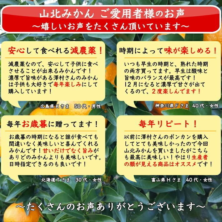 山北みかん 減農薬 優品 約10kg 生産者限定 温州みかん お歳暮