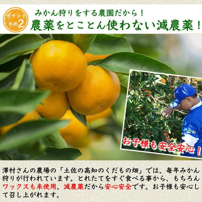 山北みかん 減農薬 優品 約10kg 生産者限定 温州みかん お歳暮 高知県 