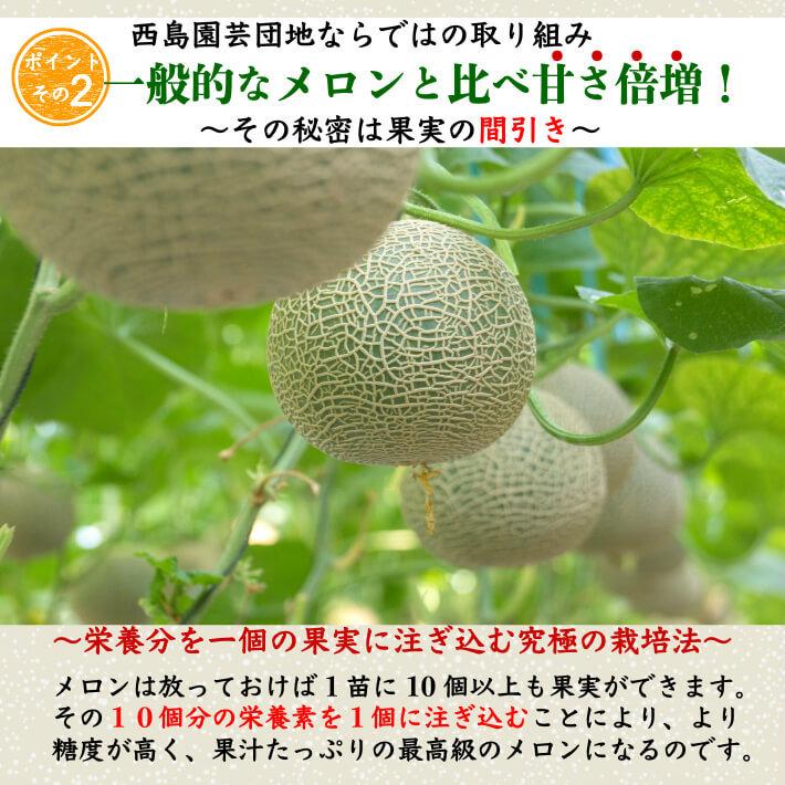 高知県産 高級マスクメロン 大玉(約1,5kg×2) 家庭用 フルーツ