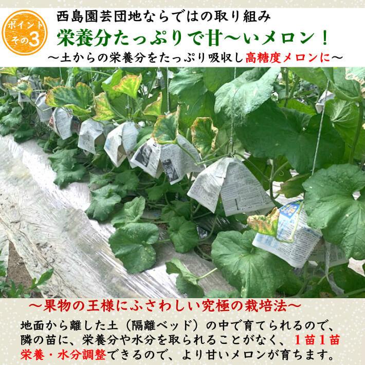 高知県産 高級マスクメロン 大玉(約1,5kg×2) 家庭用 フルーツ