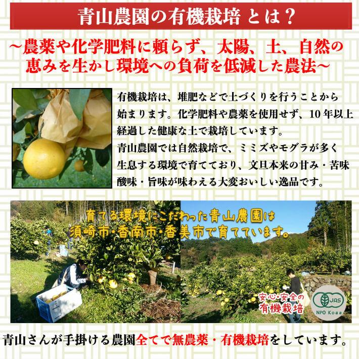 無農薬 土佐文旦 有機肥料 家庭用 3kg 高知県産 2L-L 混合 糖度 無農薬 土佐文旦 有機肥料 家庭用 3kg 高知県産 2L-L 混合 糖度