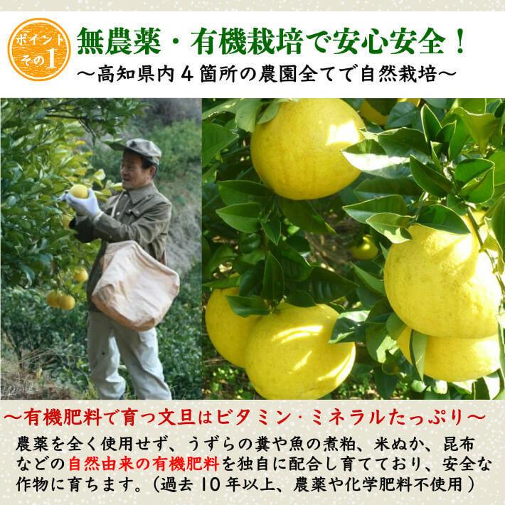 無農薬 土佐文旦 有機肥料 家庭用 10kg 高知県産 2L-L 混合 糖度