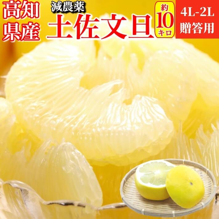 高知県産 土佐文旦 減農薬 約10kg 贈答用 特大4L-2L(11-16玉) ブンタン