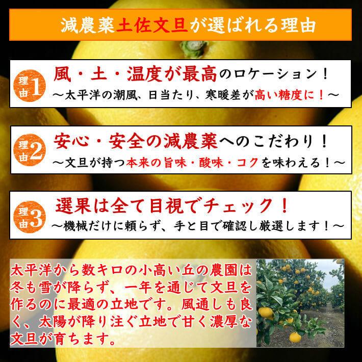 高知県産 土佐文旦 減農薬 約10kg 贈答用 特大4L-2L(11-16玉 高知県産 土佐文旦 減農薬 約10kg 贈答用 特大4L-2L(11-16玉