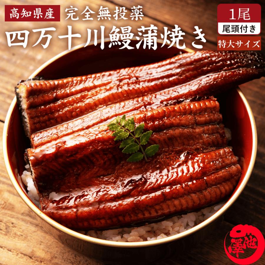 楽天市場 四万十 うなぎ 蒲焼き 国産 特大1尾 無投薬 四万十川 誕生日 ギフト 高知県産 売れ筋 Turningheadskennel Com