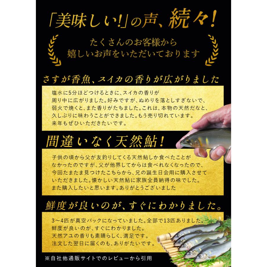 天然鮎 鮎 仁淀川 500g 極上 友釣り鮎 高知県産 プレゼント ギフト