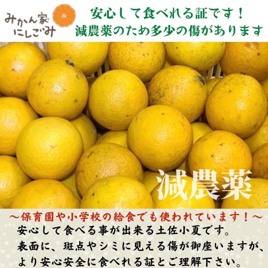 土佐小夏 減農薬 石灰質の土壌で育てた小夏 5kg 高知県産 日向夏 贈答