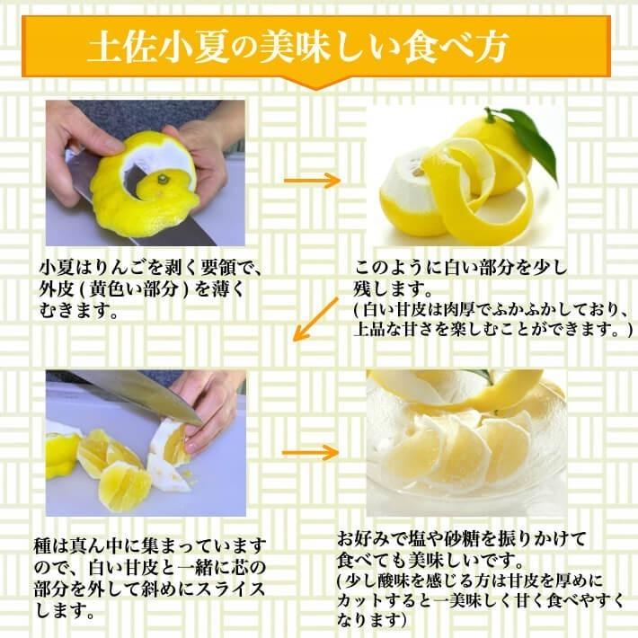 土佐小夏 減農薬 石灰質の土壌で育てた小夏 5kg 高知県産 日向夏 贈答