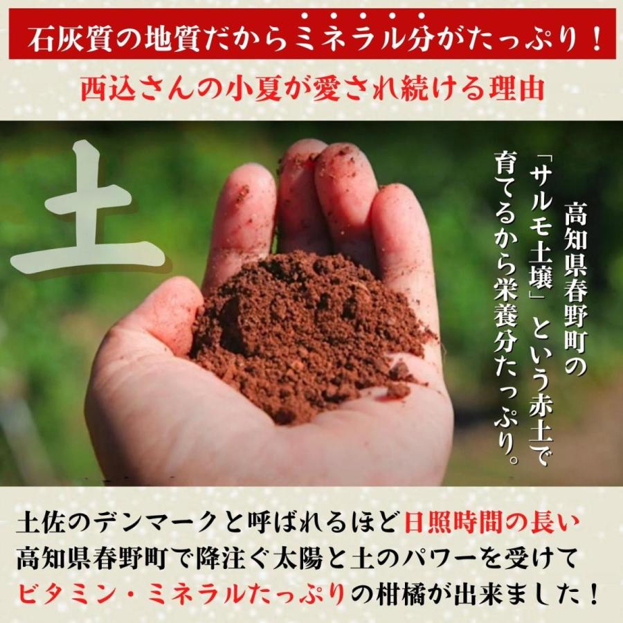 土佐小夏 減農薬 石灰質の土壌で育てた小夏 5kg 高知県産 日向夏 贈答