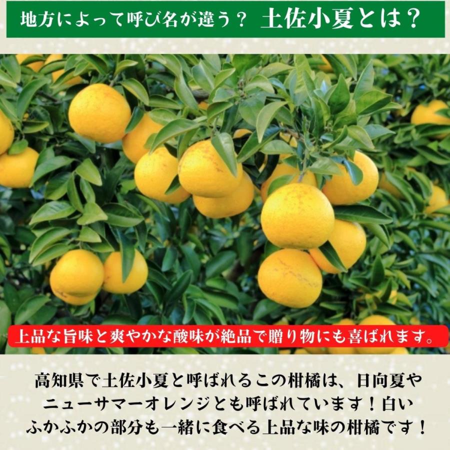 土佐小夏 減農薬 石灰質の土壌で育てた小夏 5kg 高知県産 日向夏 贈答