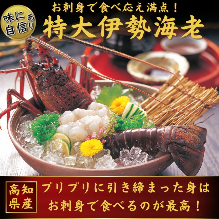 高知県産 天然 伊勢海老 1kg（選べる1〜3尾）お刺身 冷凍 海鮮 BBQ