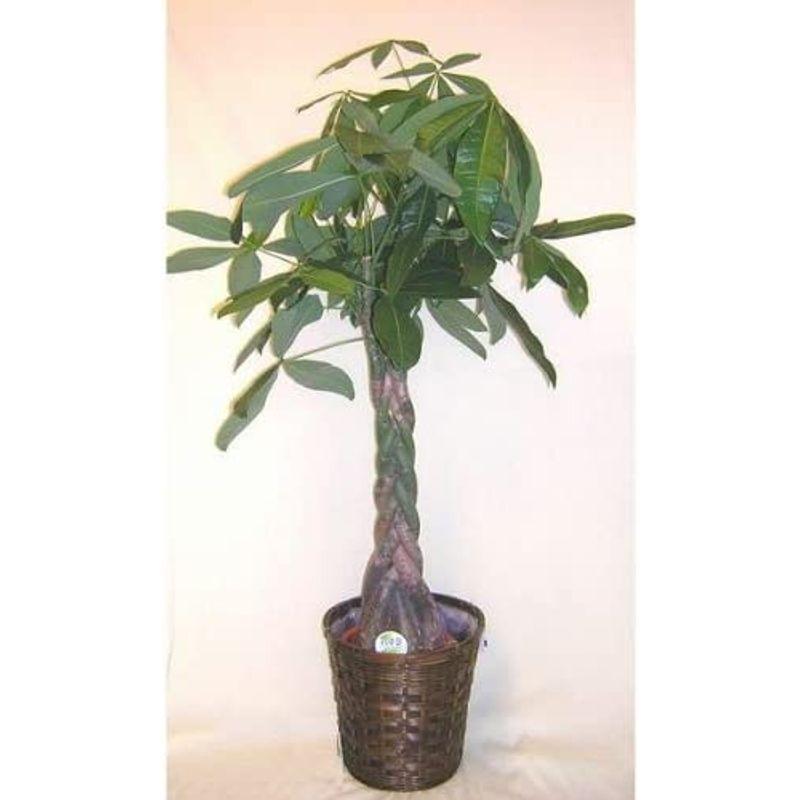 パキラ7号鉢 お得，豊富な