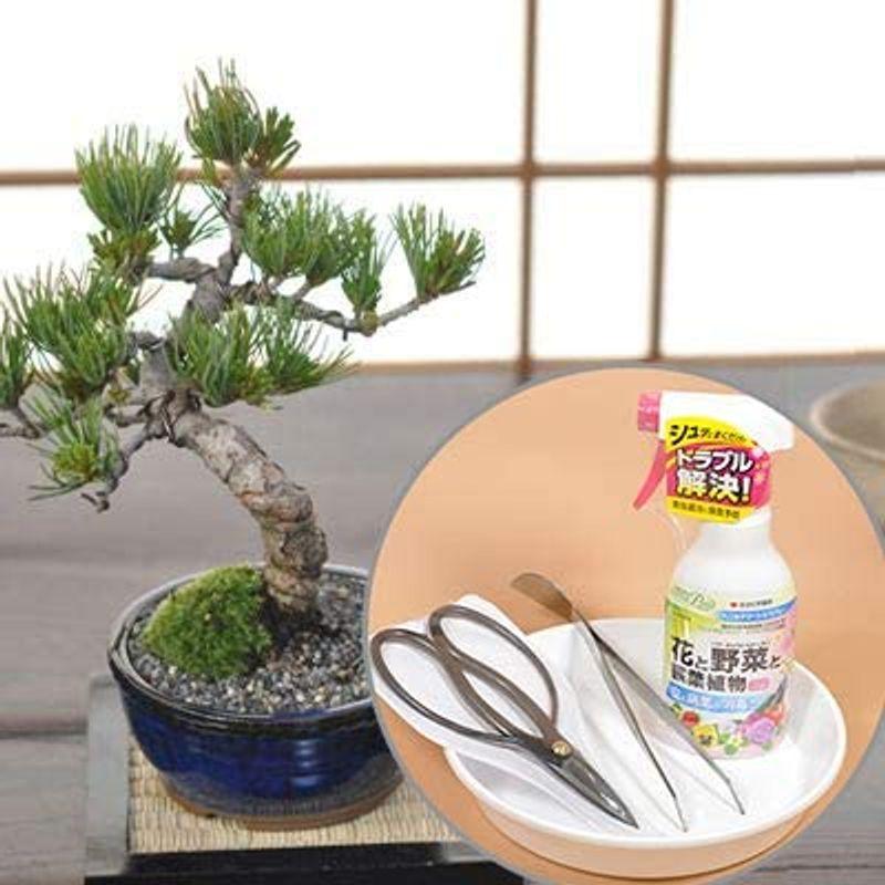 樹齢7年 五葉松の盆栽とはじめての道具セット 盆栽 | theetco.com