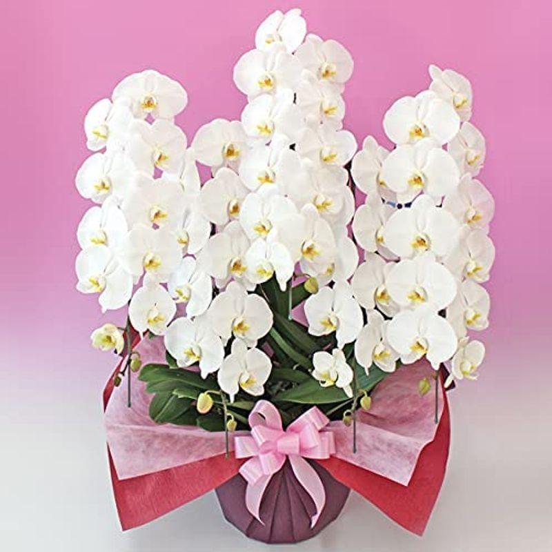 【新入荷】 ふじみ野ラン園 お祝いにもお供えにも使える 生花 大輪胡蝶蘭5本立ち (白/ロング木札付き) お盆 お供え 帰省土産 就任祝い 移転祝い 開 【JSB1094800429】(39084円)