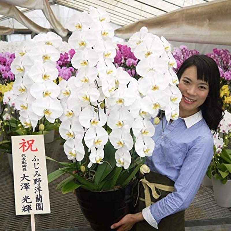 【新入荷】 ふじみ野ラン園 お祝いにもお供えにも使える 生花 大輪胡蝶蘭5本立ち (白/ロング木札付き) お盆 お供え 帰省土産 就任祝い 移転祝い 開 【JSB1094800429】(39084円)