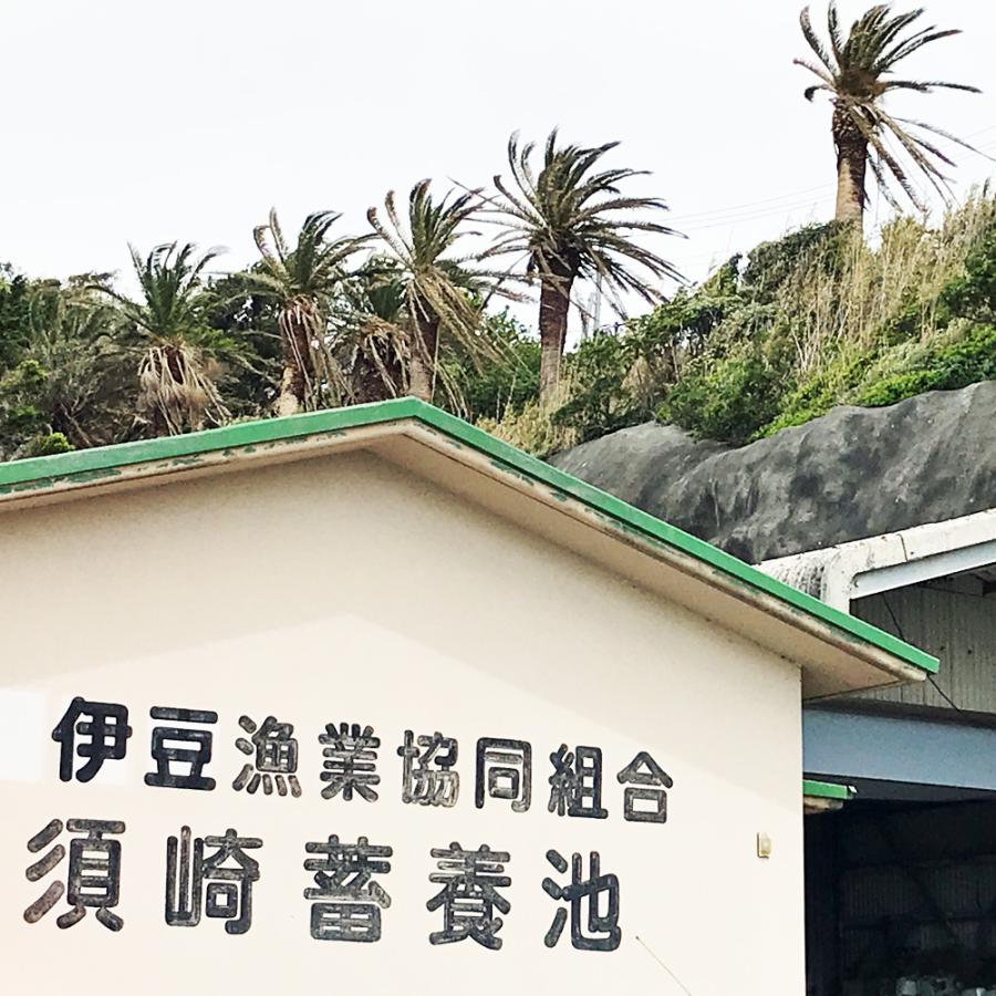 活き 伊勢海老 2kg サイズお任せ 伊豆 下田 生きたまま 刺身 伊勢エビ イセエビ 