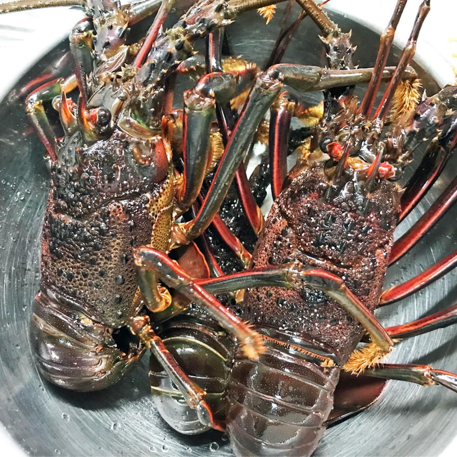 活き 伊勢海老 2kg サイズお任せ 伊豆 下田 生きたまま 刺身 伊勢エビ イセエビ 