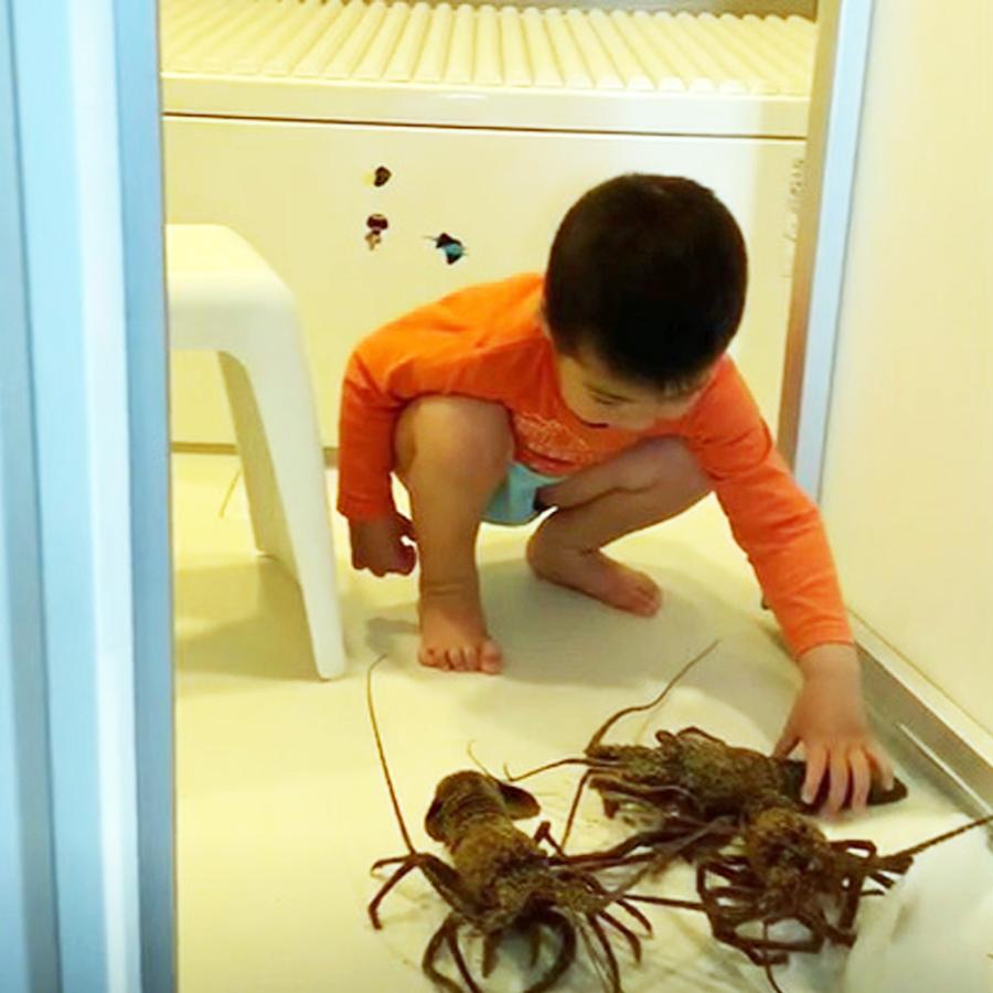 活き 伊勢海老 2kg サイズお任せ 伊豆 下田 生きたまま 刺身 伊勢エビ イセエビ 