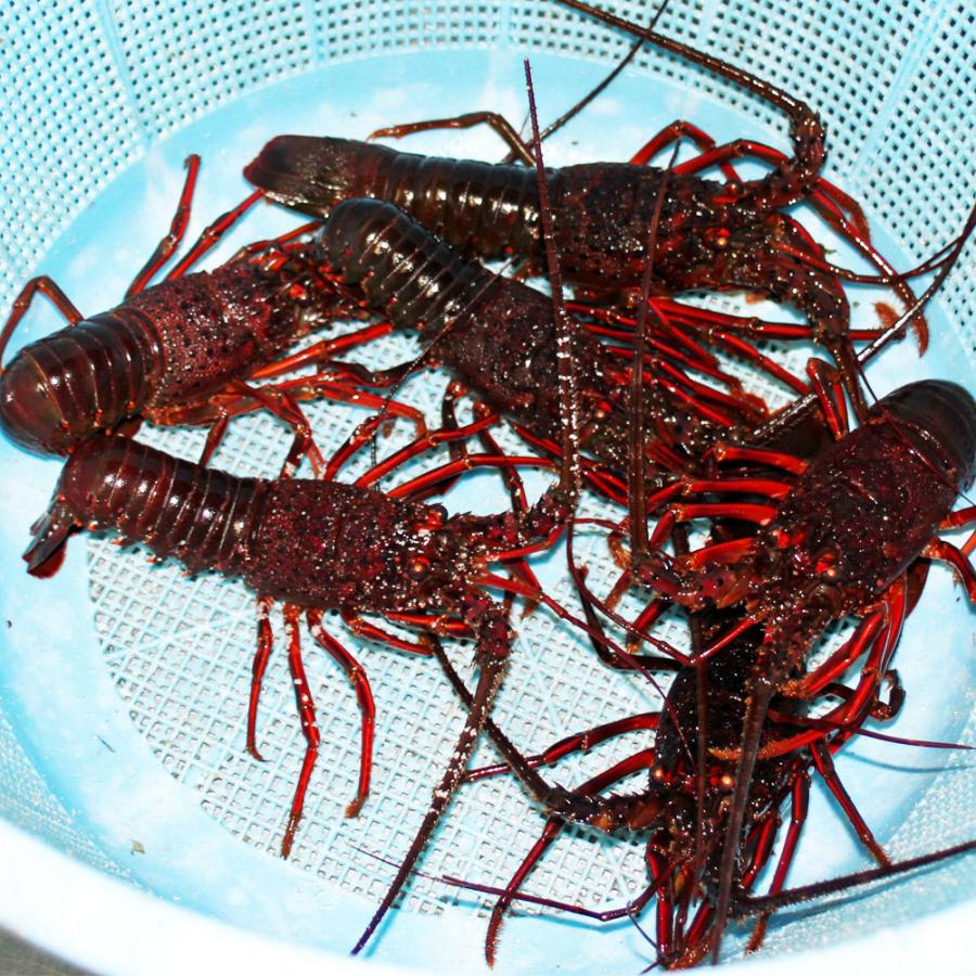 活き 伊勢海老 2kg サイズお任せ 伊豆 下田 生きたまま 刺身 伊勢エビ イセエビ 