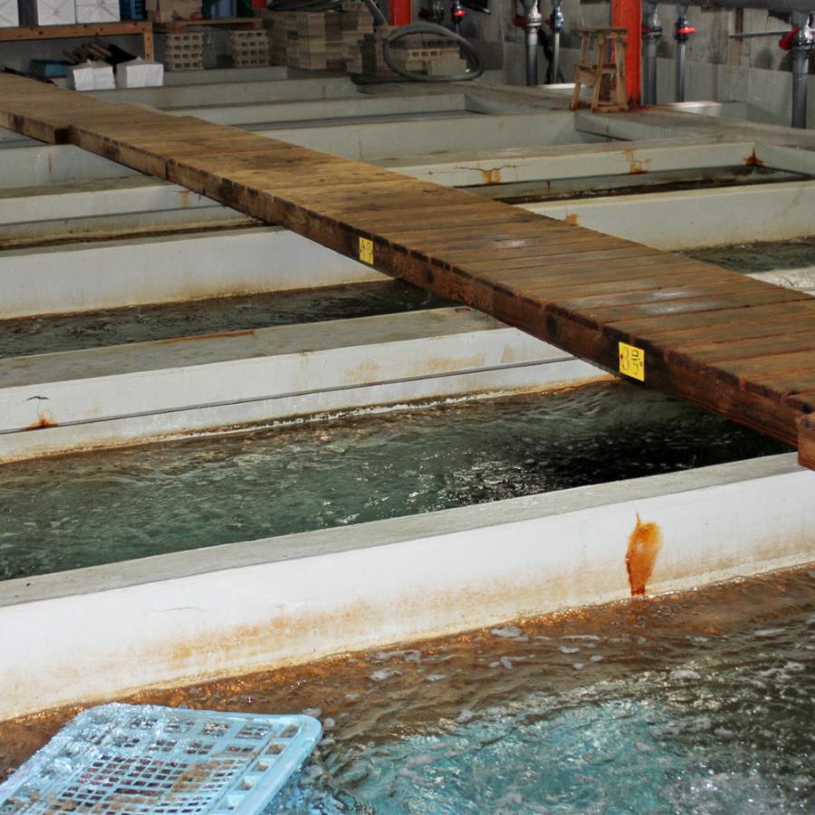 活き 伊勢海老 2kg サイズお任せ 伊豆 下田 生きたまま 刺身 伊勢エビ イセエビ 