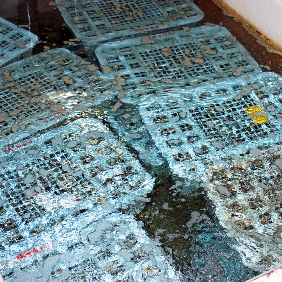 活き 伊勢海老 2kg サイズお任せ 伊豆 下田 生きたまま 刺身 伊勢エビ イセエビ 