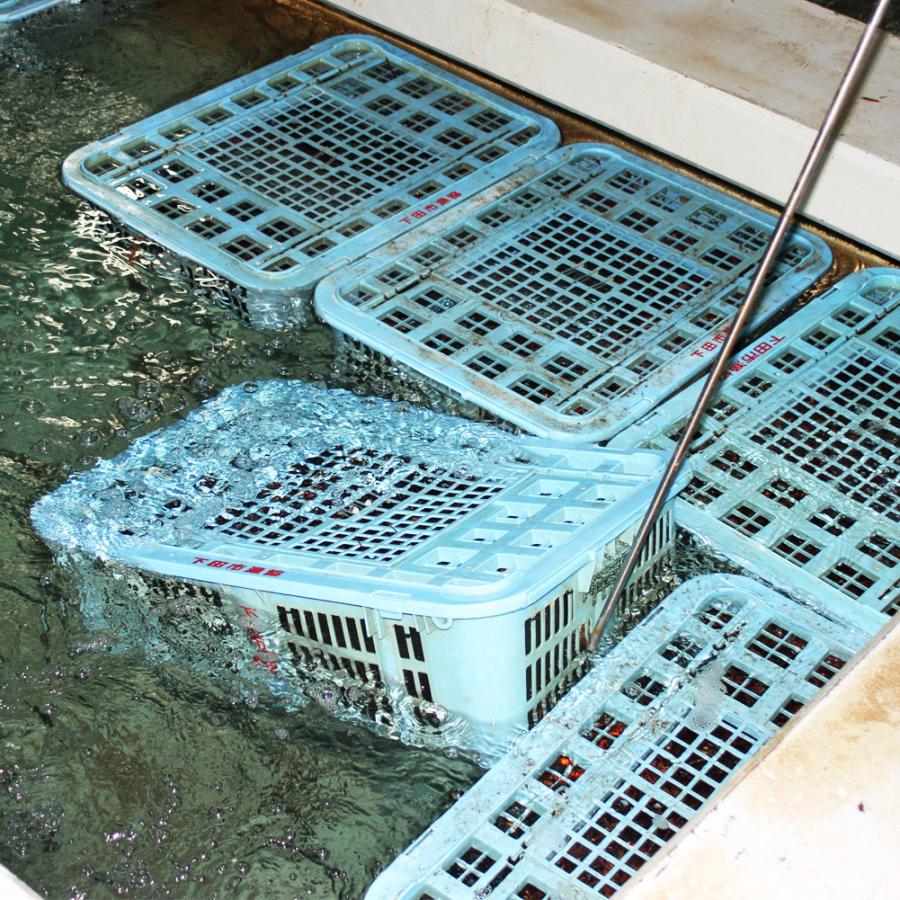 活き 伊勢海老 2kg サイズお任せ 伊豆 下田 生きたまま 刺身 伊勢エビ イセエビ 