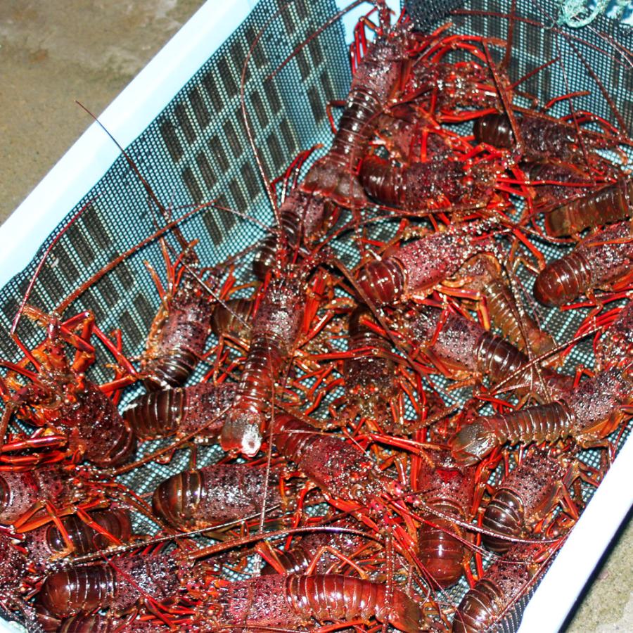 活き 伊勢海老 2kg サイズお任せ 伊豆 下田 生きたまま 刺身 伊勢エビ イセエビ 