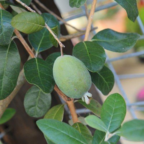庭木：フェイジョア（ふぇいじょあ）* 樹高：約150ｃｍ 全高：約170ｃｍ 佐川大型商品発送 
