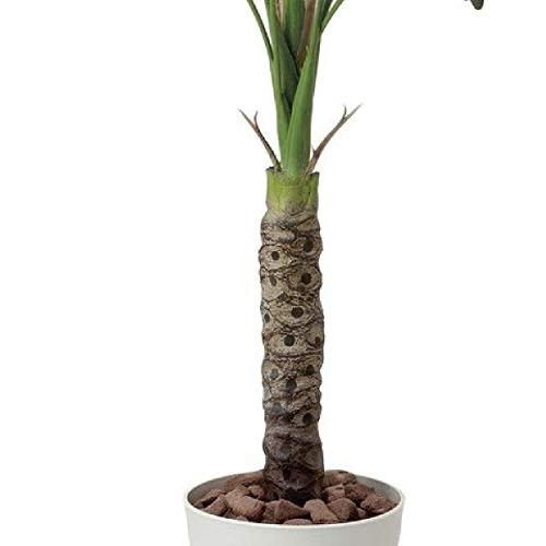 生き生きとした緑がお手入れ不要で一年中楽しめますセローム 高さ130cm光触媒・人工観葉植物 ×