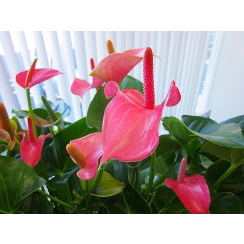 アンスリウム（アンスリューム）ピンク 10号鉢（尺鉢）四季咲きで花持ちが良く涼しげでギフトとして大変喜ば 