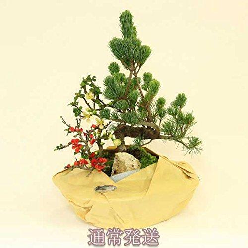 盆栽：五葉松・紅白長寿梅寄せ植えＤ(白釉鉢)*bonsai 販売数No.1