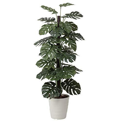 送料無料 アートグリーン 人工観葉植物 光触媒 光の楽園 モンステラ1 8 A B00bp61hbo マリンライン 通販 Yahoo ショッピング 超人気の Www Iccostierovico Edu It