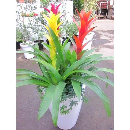 グズマニア 寄せ植え 白陶器鉢 観葉植物 