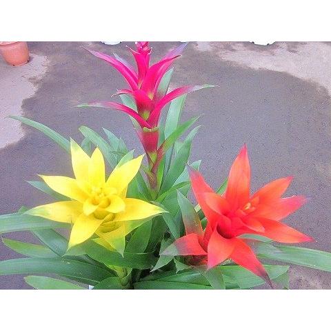 グズマニア 寄せ植え 白陶器鉢 観葉植物 