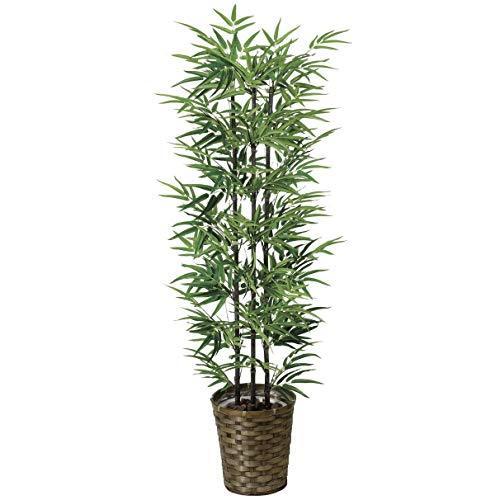 国内配送 光触媒観葉植物 黒竹 1 35 フロアタイプ ハイサイズ 風景専門店のあゆわら 高い品質 Www Maxipiso Com Ar