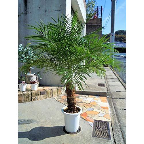 チャンピオン お買い得 フェニックスロベレニー 送料込み 驚きの値段 Mahatmaacademy Com