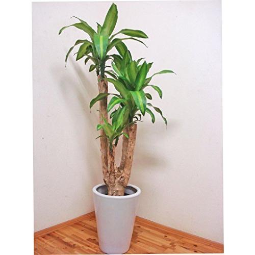 全商品対象が 8 オフ 花言葉は幸福 人気の陶器鉢仕立てのドラセナ マッサンゲアナ 幸福の木 レア朴仕立て 130センチ前後 8号 超歓迎お得購入 Sankalpakhabar Com