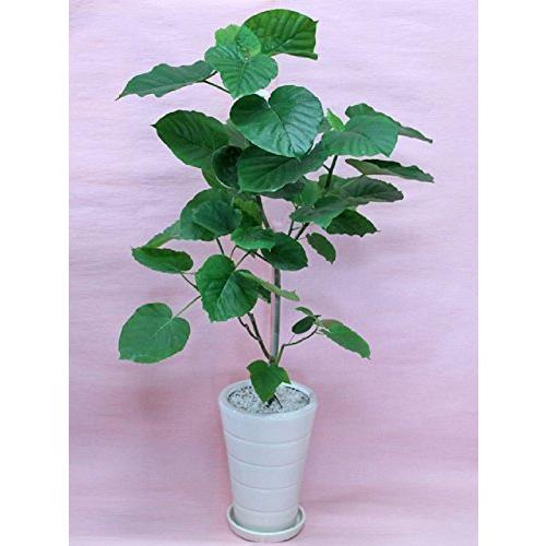 格安即決 観葉植物 ウンベラータ Lサイズ 白陶器鉢 全国宅配無料 Puddlesandsun Co Uk