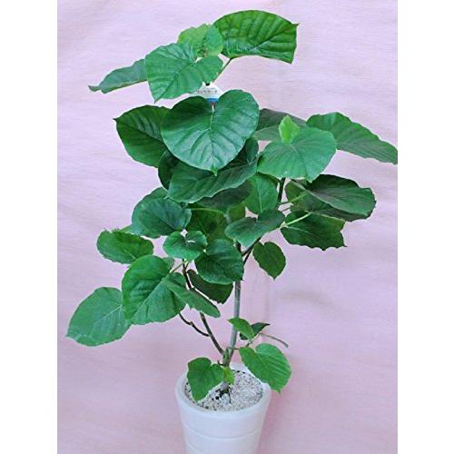 格安即決 観葉植物 ウンベラータ Lサイズ 白陶器鉢 全国宅配無料 Puddlesandsun Co Uk