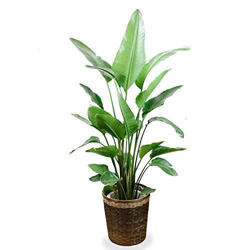 全日本送料無料 観葉植物 ストレリチア オーガスタ １０号 鉢カバー付 A B013c9031q マリンライン 通販 Yahoo ショッピング 楽天1位 Pandas Com Br