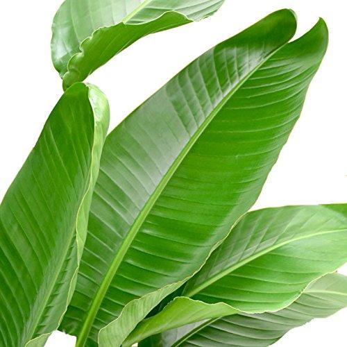 “天国の白い鳥”ストレリチア オーガスタ 大型10号 オーガスタ