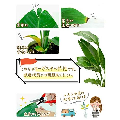 “天国の白い鳥”ストレリチア オーガスタ 大型10号 オーガスタ