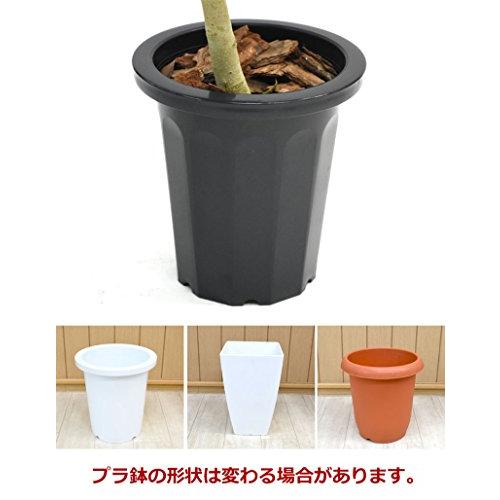 “天国の白い鳥”ストレリチア オーガスタ 大型10号 オーガスタ