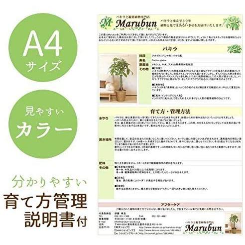 “天国の白い鳥”ストレリチア オーガスタ 大型10号 オーガスタ