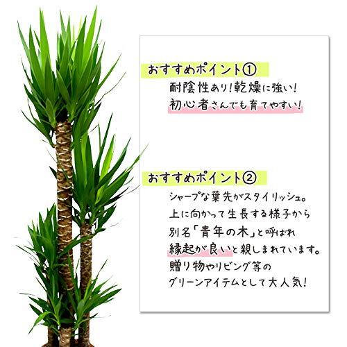 ドラセナの育て方