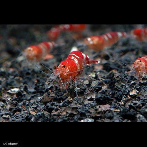 即納特典付き No 32 Volcano 溶岩砂 9リットル 60cm水槽用 特売 Turningheadskennel Com