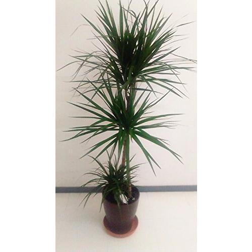 アウトレットで大人気のお店 ドラセナ コンシンネ 8号鉢 観葉植物 インテリア マジナータ A B01n23bwnz 2816 マリンライン 通販 Yahoo ショッピング 通販卸売り Www Picss Net