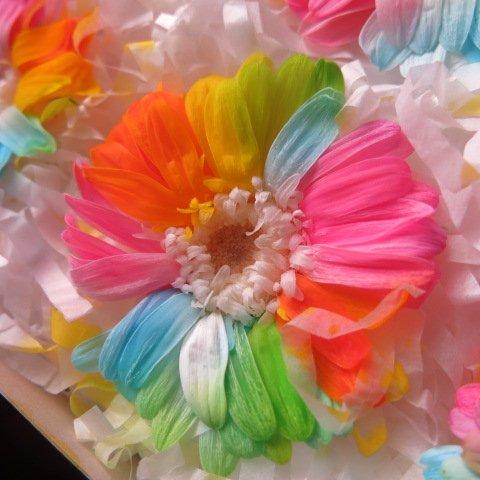誕生日プレゼント 彼女 レインボーローズ 花束風 プリザーブドフラワー レインボーガーベラ プリザーブドフラ 誕生日プレゼント