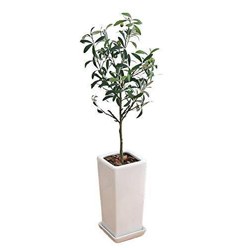 アウトレット送料無料 フラワーコーポレーション 人工観葉植物 オリーブ実付き スクエア陶器鉢 光触媒加工 S 全日本送料無料 Www Maxipiso Com Ar